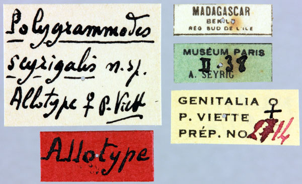 /filer/webapps/moths/media/images/S/seyrigalis_Polygrammodes_AT_MNHNl.jpg