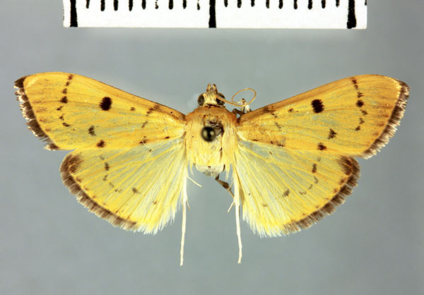 /filer/webapps/moths/media/images/S/seyrigalis_Polygrammodes_HT_MNHN.jpg