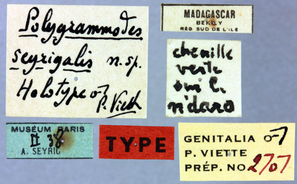 /filer/webapps/moths/media/images/S/seyrigalis_Polygrammodes_HT_MNHNl.jpg