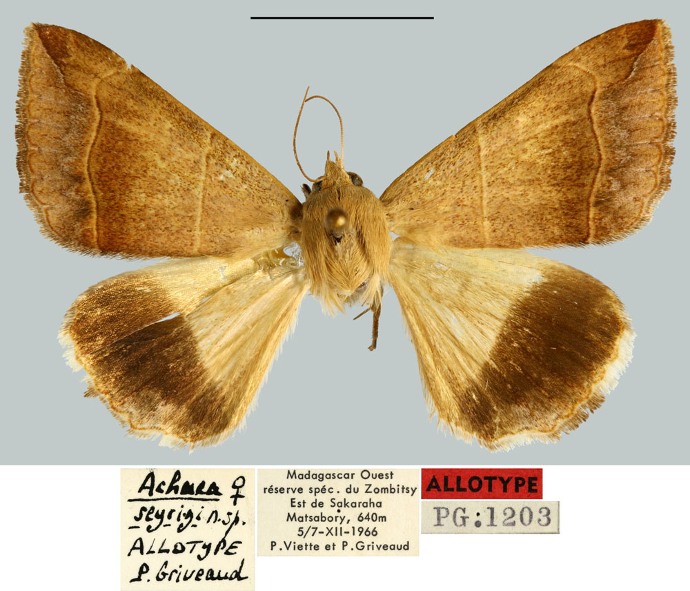 /filer/webapps/moths/media/images/S/seyrigi_Achaea_AT_MNHN.jpg