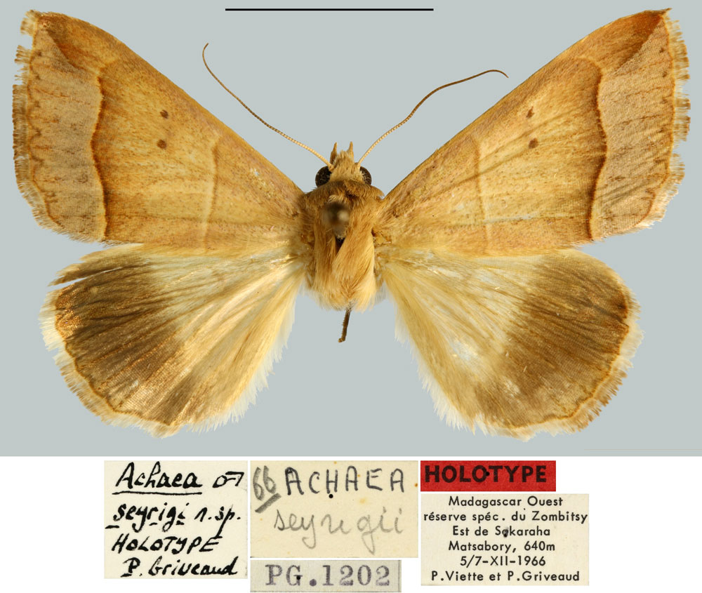 /filer/webapps/moths/media/images/S/seyrigi_Achaea_HT_MNHN.jpg