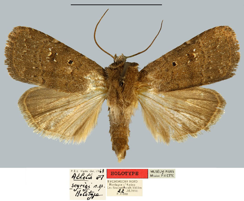 /filer/webapps/moths/media/images/S/seyrigi_Athetis_HT_MNHN.jpg