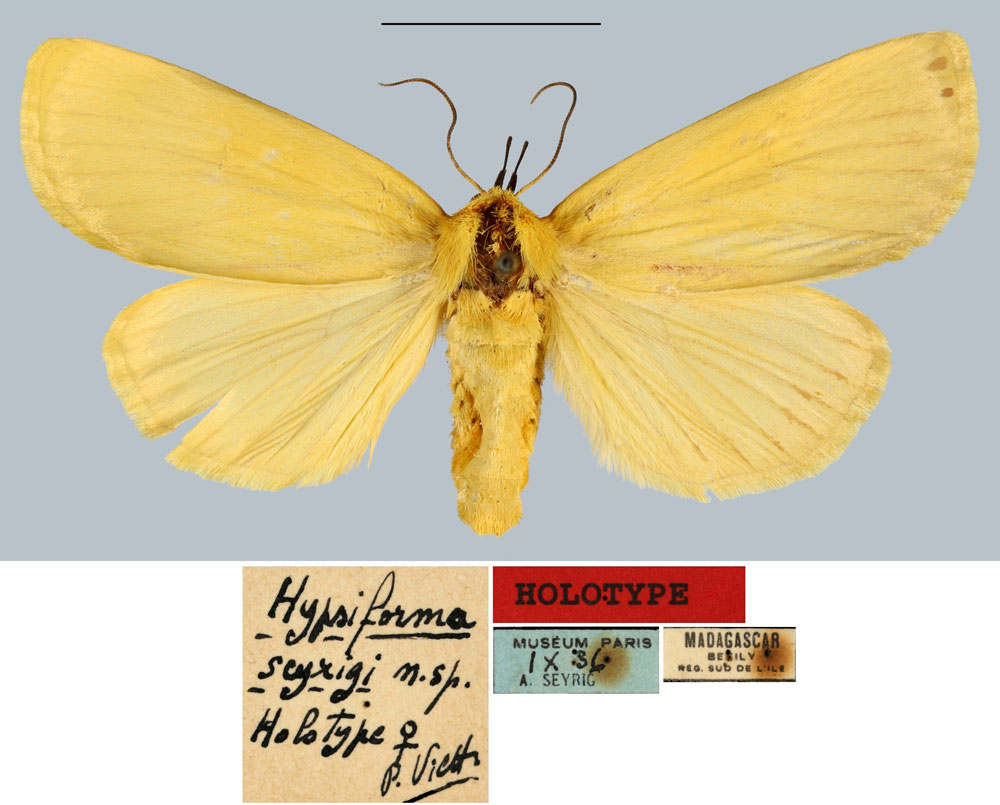 /filer/webapps/moths/media/images/S/seyrigi_Hypsiforma_HT_MNHN.jpg
