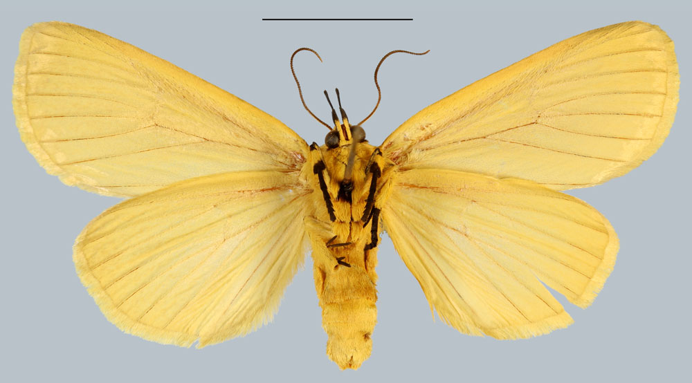 /filer/webapps/moths/media/images/S/seyrigi_Hypsiforma_HT_MNHNb.jpg