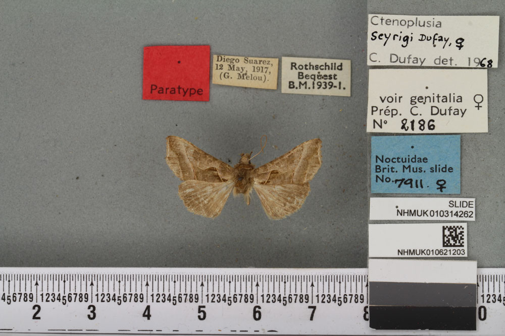 /filer/webapps/moths/media/images/S/seyrigi_Plusia_PTF_BMNHa.jpg