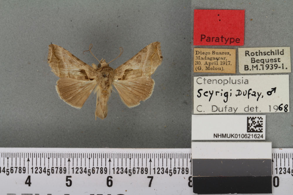 /filer/webapps/moths/media/images/S/seyrigi_Plusia_PTM_BMNH_03a.jpg