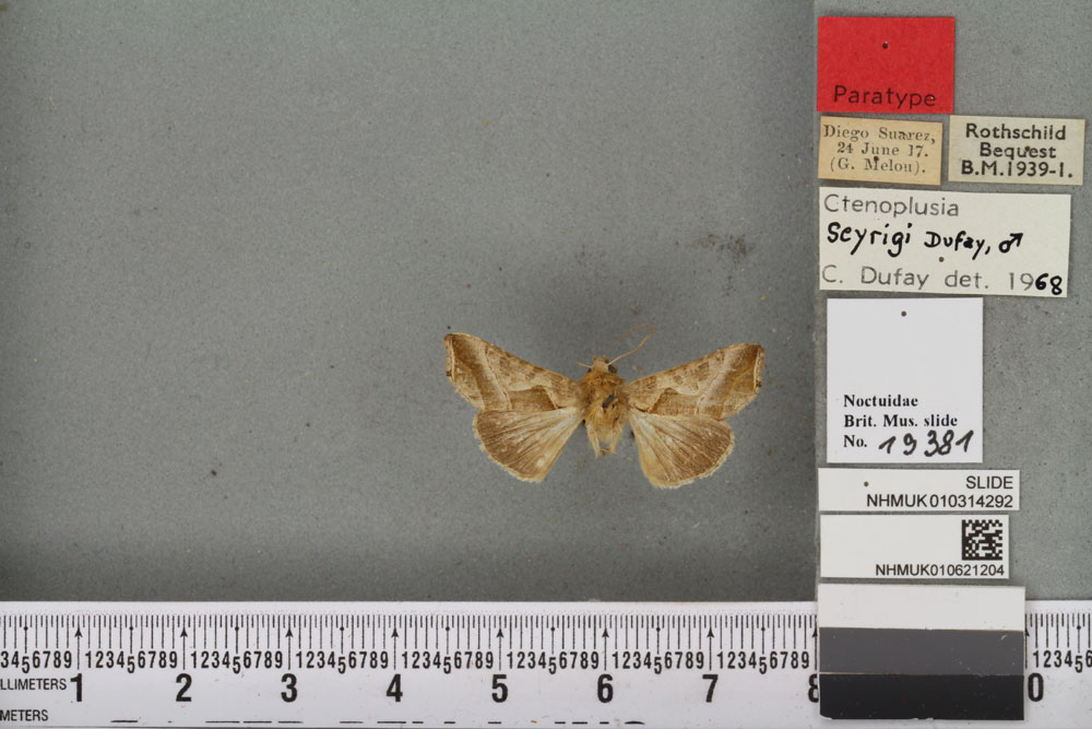 /filer/webapps/moths/media/images/S/seyrigi_Plusia_PTM_BMNHa.jpg