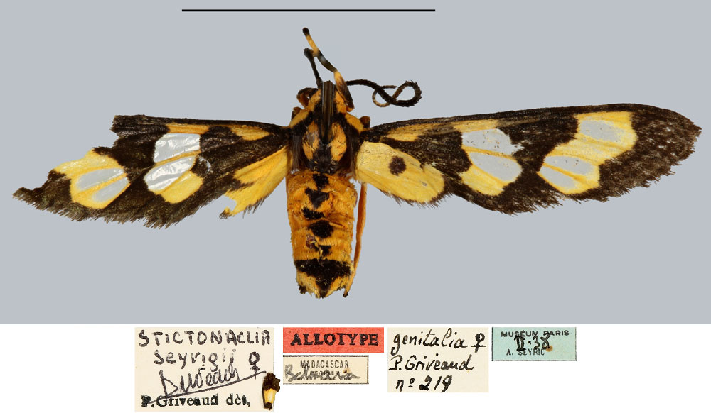 /filer/webapps/moths/media/images/S/seyrigi_Stictonaclia_AT_MNHN.jpg