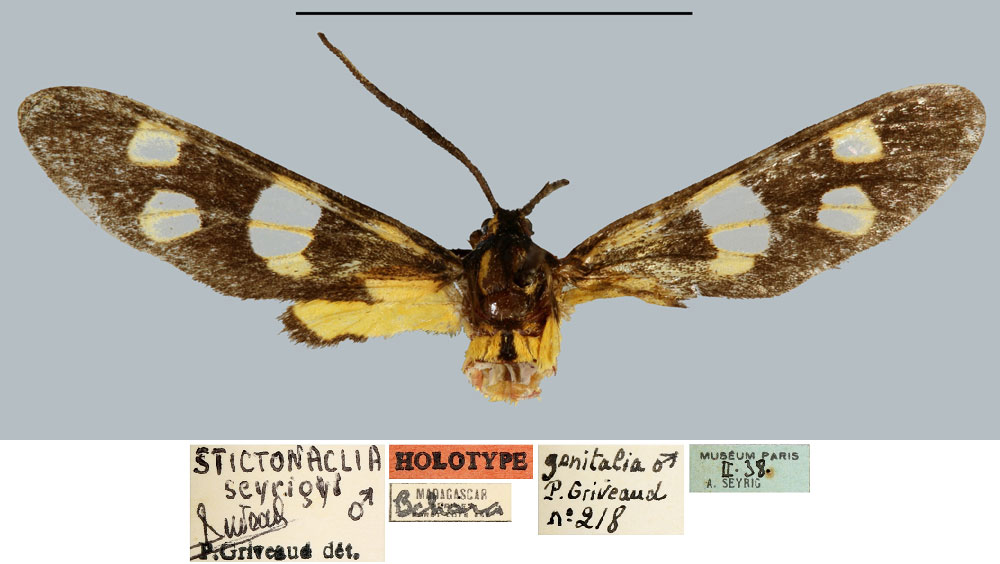 /filer/webapps/moths/media/images/S/seyrigi_Stictonaclia_HT_MNHN.jpg