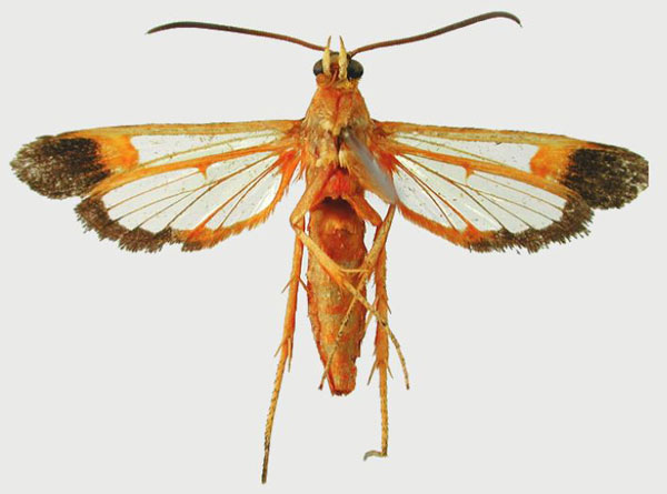 /filer/webapps/moths/media/images/S/seyrigi_Tipulamima_HT_MNHNb.jpg