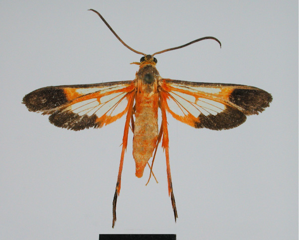 /filer/webapps/moths/media/images/S/seyrigi_Tipulamima_PT_MNHN.jpg
