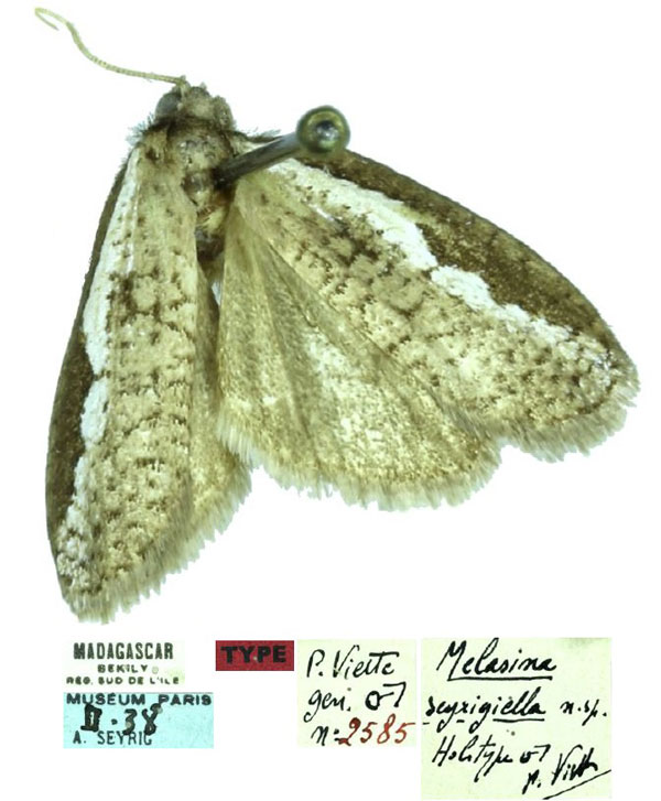 /filer/webapps/moths/media/images/S/seyrigiella_Melasina_HT_MNHN.jpg