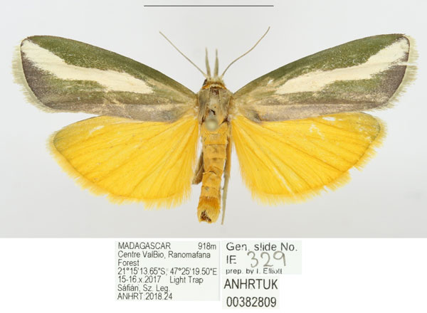 /filer/webapps/moths/media/images/S/sganzini_Sindris_AF_ANHRTa.jpg