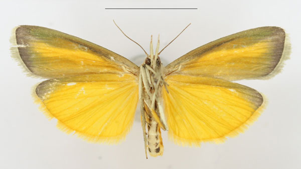 /filer/webapps/moths/media/images/S/sganzini_Sindris_AF_ANHRTb.jpg