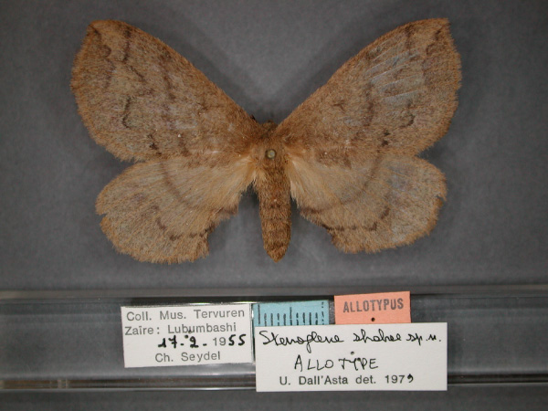 /filer/webapps/moths/media/images/S/shabae_Stenoglene_AT_RMCA_01.jpg