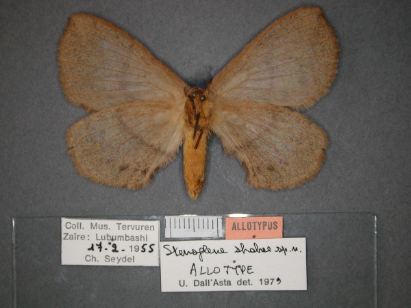 /filer/webapps/moths/media/images/S/shabae_Stenoglene_AT_RMCA_02.jpg