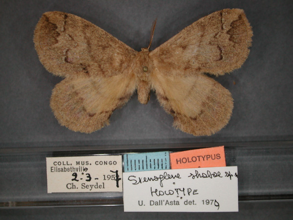 /filer/webapps/moths/media/images/S/shabae_Stenoglene_HT_RMCA_01.jpg