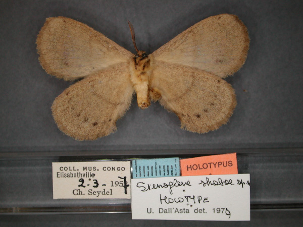 /filer/webapps/moths/media/images/S/shabae_Stenoglene_HT_RMCA_02.jpg