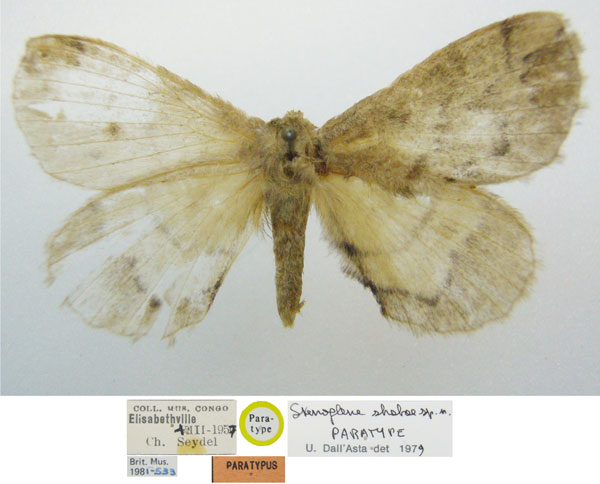 /filer/webapps/moths/media/images/S/shabae_Stenoglene_PTM_NHMUKa.jpg