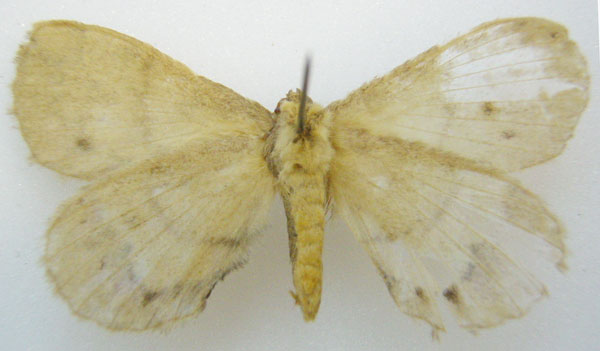 /filer/webapps/moths/media/images/S/shabae_Stenoglene_PTM_NHMUKb.jpg