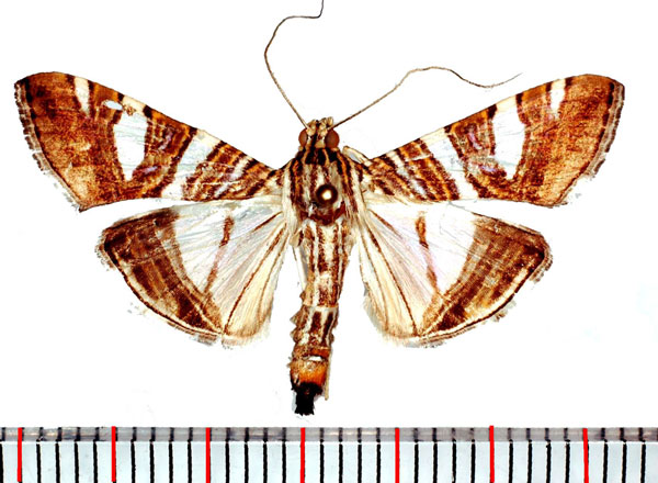 /filer/webapps/moths/media/images/S/shafferorum_Glyphodes_AM_Poltavsky.jpg