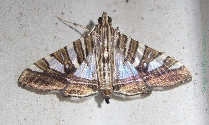 /filer/webapps/moths/media/images/S/shafferorum_Glyphodes_A_Bippus_01.jpg
