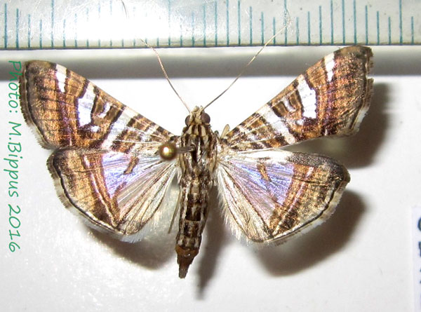 /filer/webapps/moths/media/images/S/shafferorum_Glyphodes_A_Bippus_02.jpg