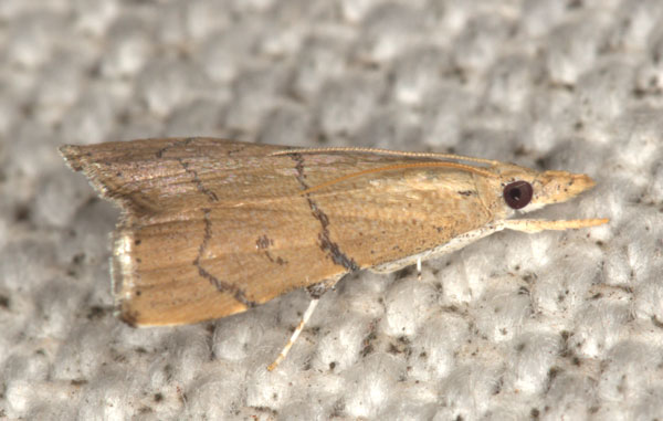 /filer/webapps/moths/media/images/S/sharporum_Ptychopseustis_AM_Heynsa.jpg