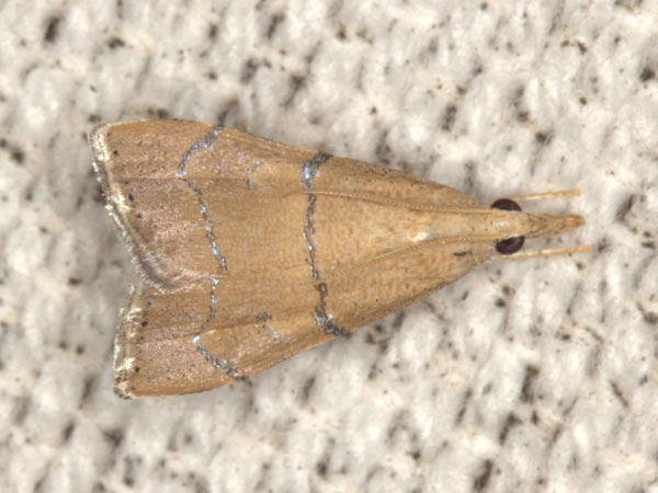 /filer/webapps/moths/media/images/S/sharporum_Ptychopseustis_AM_Heynsb.jpg