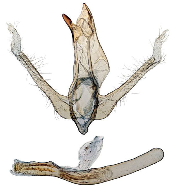 /filer/webapps/moths/media/images/S/sharporum_Ptychopseustis_GMHT_TMSA.jpg