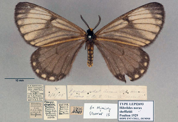 /filer/webapps/moths/media/images/S/sheffieldi_Hibrildes_HT_OUMNH_01.jpg