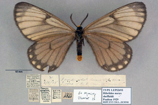 /filer/webapps/moths/media/images/S/sheffieldi_Hibrildes_HT_OUMNH_02.jpg