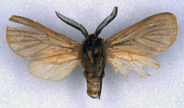 /filer/webapps/moths/media/images/S/sheljuzhkoi_Metarctia_PT_ZSM_02.jpg