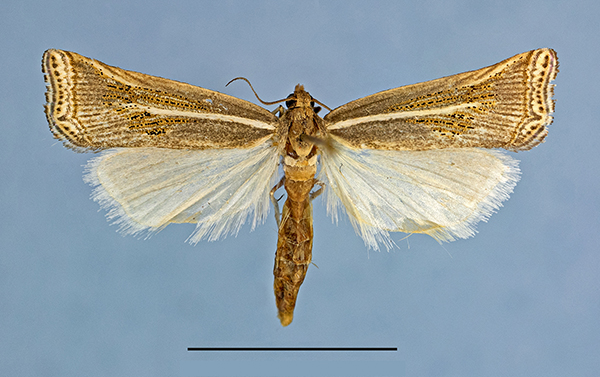 /filer/webapps/moths/media/images/S/shigwedzi_HT_54110a.jpg