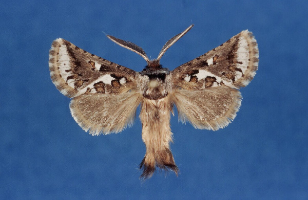 /filer/webapps/moths/media/images/S/shimonii_Arbelodes_HT_ZMHB.jpg