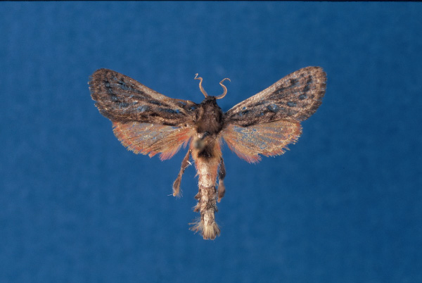/filer/webapps/moths/media/images/S/shimonii_Paralebedella_HT_ZSM.jpg