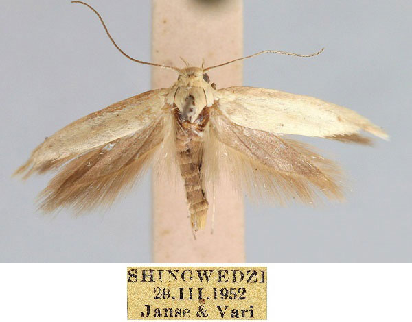 /filer/webapps/moths/media/images/S/shingwedziensis_Scythris_HT_TMSA_2PIfHEo.jpg