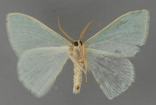 /filer/webapps/moths/media/images/S/shoa_Prasinocyma_HT_ZSM_02.jpg