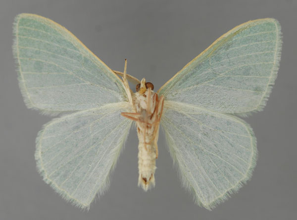 /filer/webapps/moths/media/images/S/shoa_Prasinocyma_PT_ZSM_02.jpg