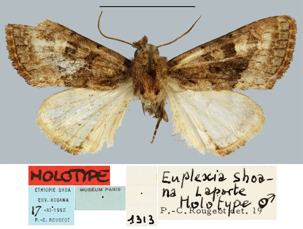 /filer/webapps/moths/media/images/S/shoana_Euplexia_HT_MNHN.jpg