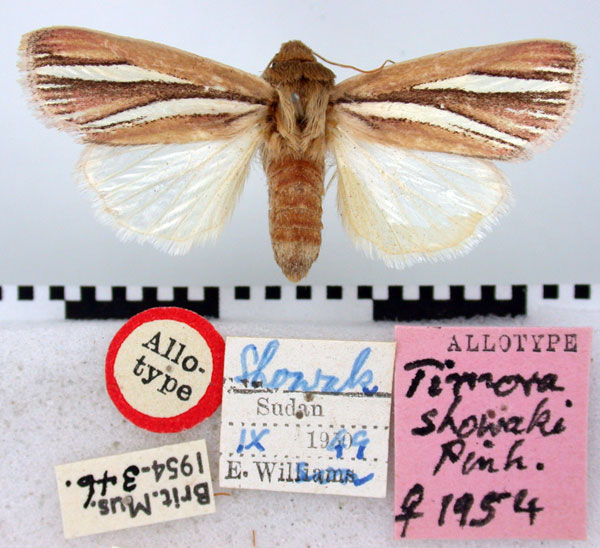 /filer/webapps/moths/media/images/S/showaki_Timora_AT_BMNH.jpg