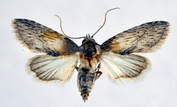 /filer/webapps/moths/media/images/S/sibensis_Stenosticta_A_NHMO.jpg