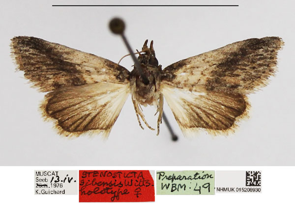 /filer/webapps/moths/media/images/S/sibensis_Stenosticta_HT_NHMUK.jpg