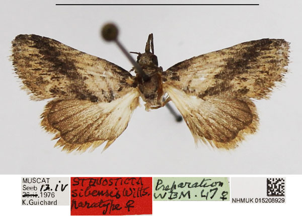 /filer/webapps/moths/media/images/S/sibensis_Stenosticta_PTF_NHMUK.jpg