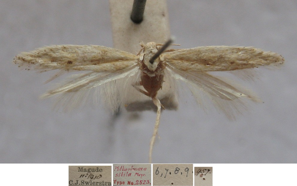 /filer/webapps/moths/media/images/S/sibila_Phthorimaea_FLT_TMSA.jpg