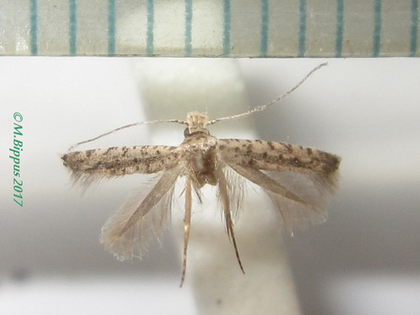 /filer/webapps/moths/media/images/S/siccata_Amphixystis_AF_Bippus.jpg