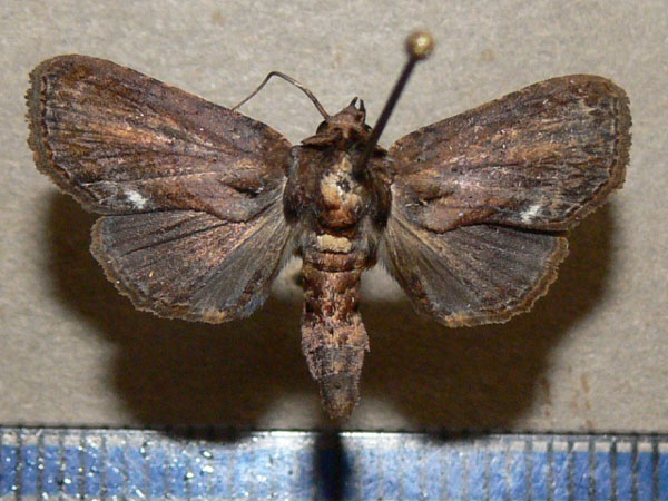 /filer/webapps/moths/media/images/S/siccata_Anigraea_A_Goff_01.jpg