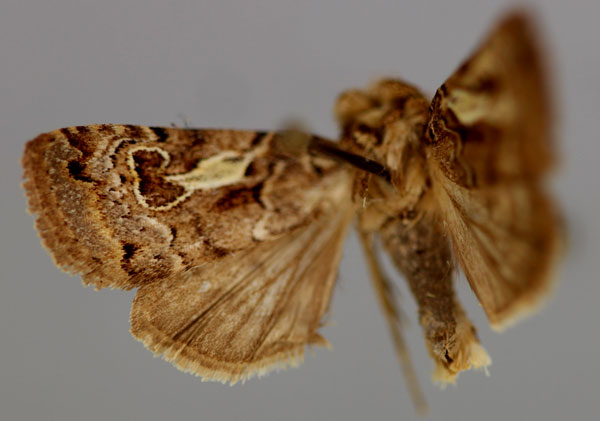 /filer/webapps/moths/media/images/S/siccata_Athetis_A_RMCA_01.jpg