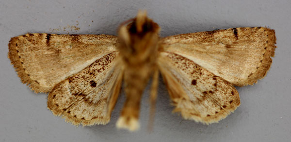/filer/webapps/moths/media/images/S/siccata_Athetis_A_RMCA_02.jpg