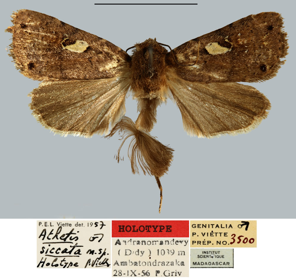 /filer/webapps/moths/media/images/S/siccata_Athetis_HT_MNHN.jpg